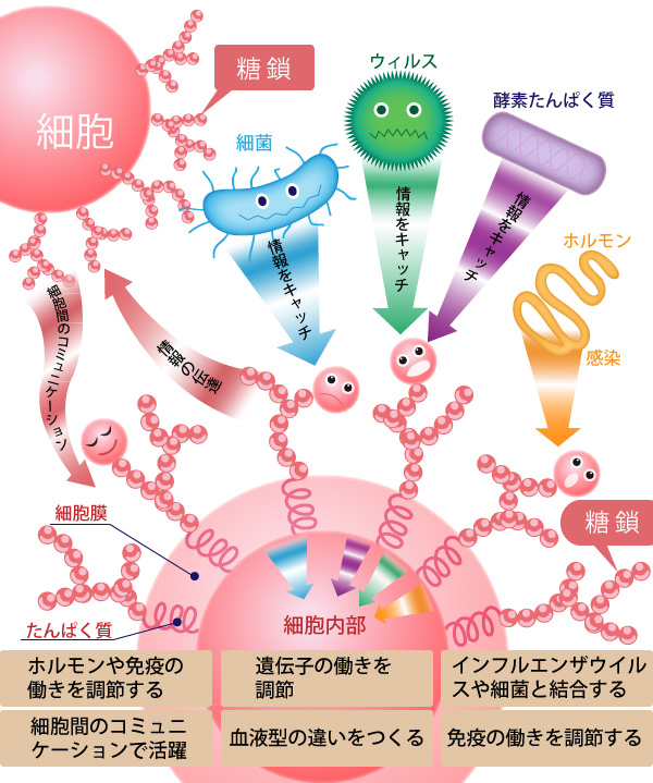 糖タンパク JapaneseClass.jp