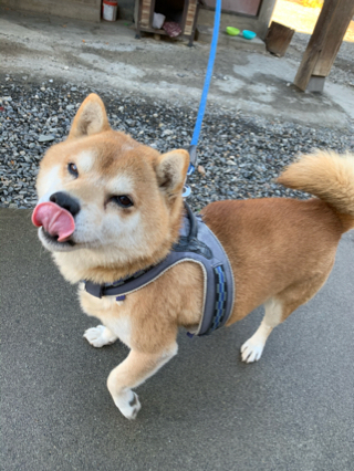 チャロくん 21年02月07日 11時30分 癒し処倉田屋 イオンモール松本店ブログ Eparkリラク エステ