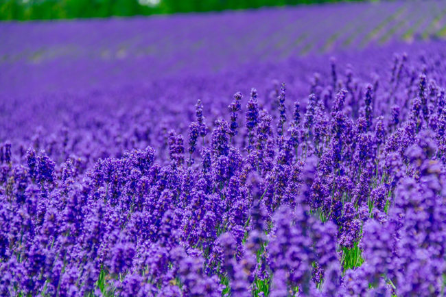 ラベンダーの効能 21年02月17日 11時19分 Re Set 銀座本店ブログ Eparkリラク エステ