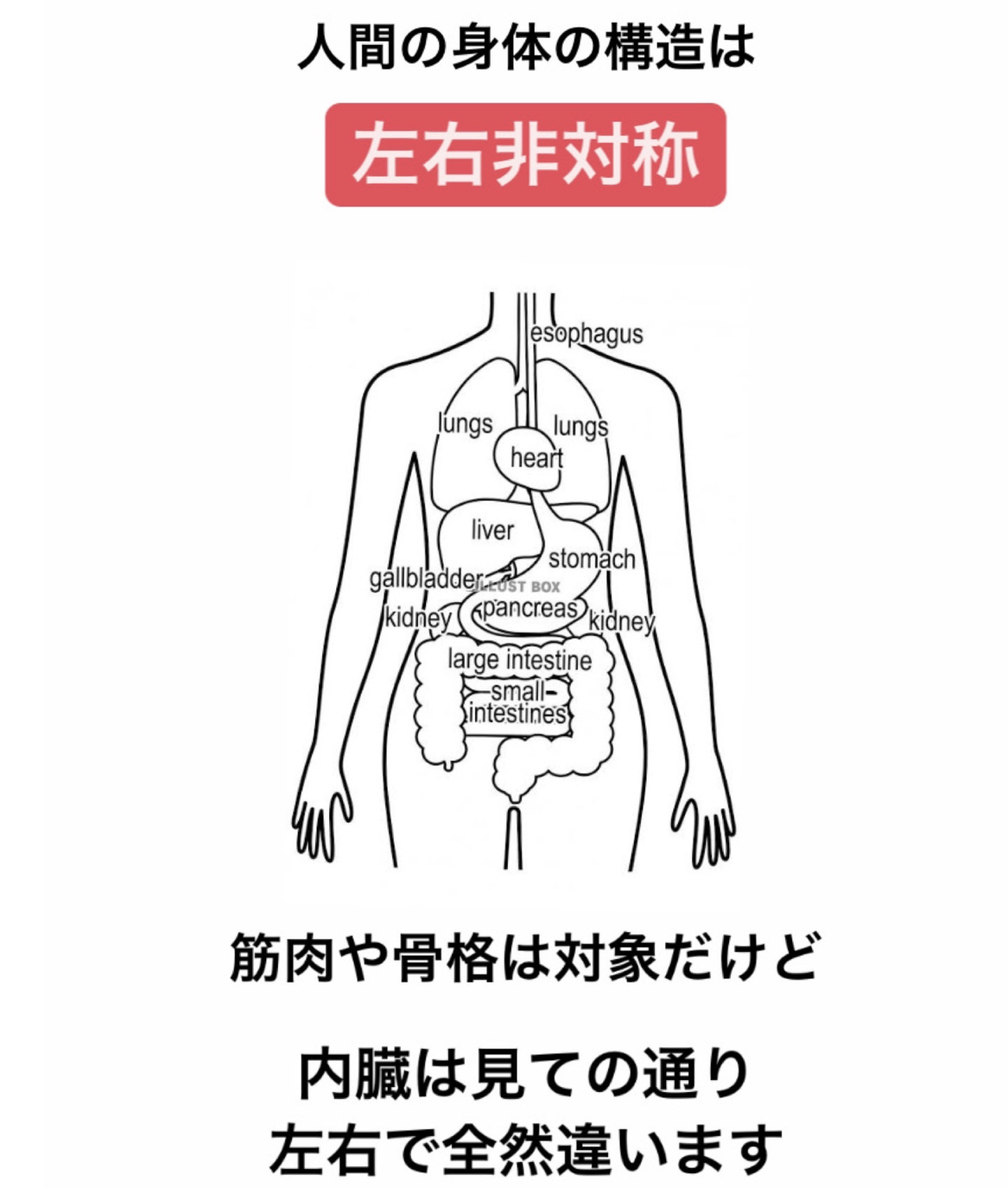 左右非対称の身体 21年04月22日 13時35分 Refresh Labo R I T ブログ Eparkリラク エステ