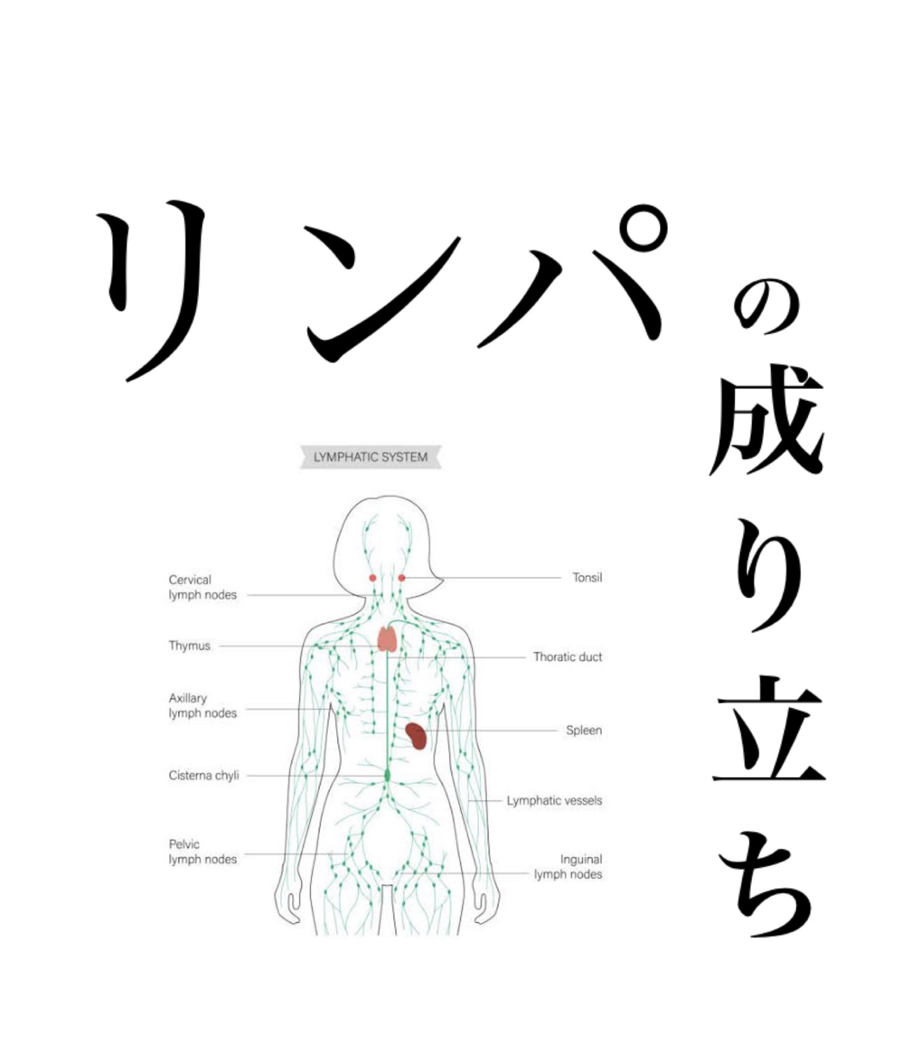 リンパの成り立ち 21年05月日 14時58分 Refresh Labo R I T ブログ Eparkリラク エステ