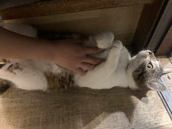 猫ちゃん(2021年05月23日 18時46分) プライベート脱毛サロン Boiled 