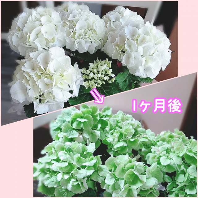 紫陽花 21年06月21日 17時40分 メンズフェイス 岐阜店ブログ Eparkリラク エステ