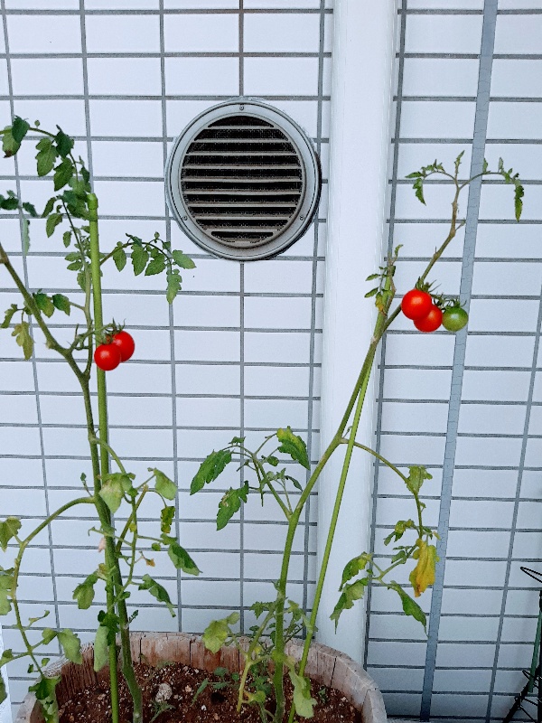 夏の楽しみ 21年07月13日 11時25分 Eirブログ Eparkリラク エステ