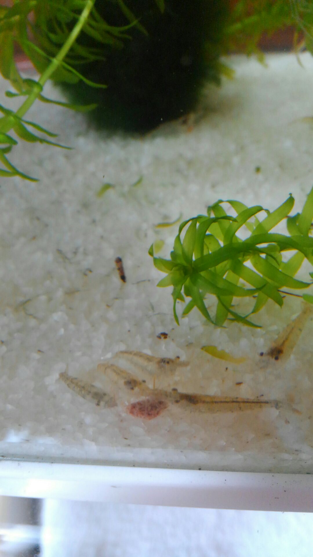 当店の近くに川があります 18年07月25日 15時40分 つるぎブログ Eparkリラク エステ