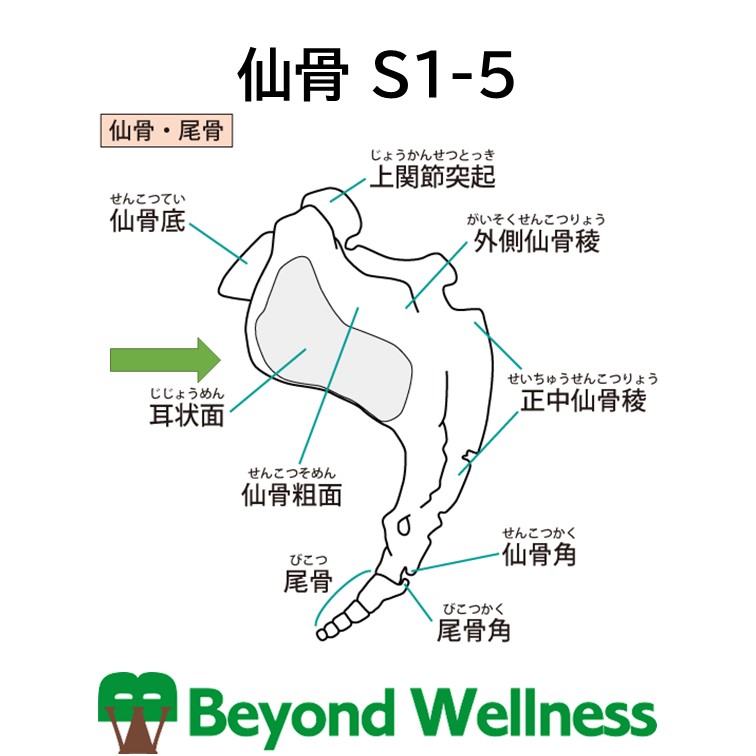 仙骨 S1 5 21年08月18日 12時59分 Beyond Wellnessブログ Eparkリラク エステ
