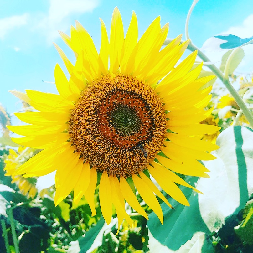 ヴァータの心を落ち着かせる 最強の色 18年08月27日 11時24分 Sri シュリ ブログ Eparkリラク エステ