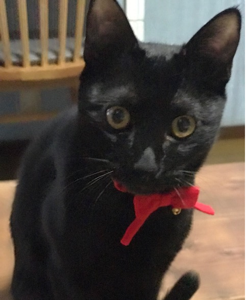 黒猫のゆう 18年12月13日 18時00分 リラクゼーションエステ 美癒ブログ Eparkリラク エステ