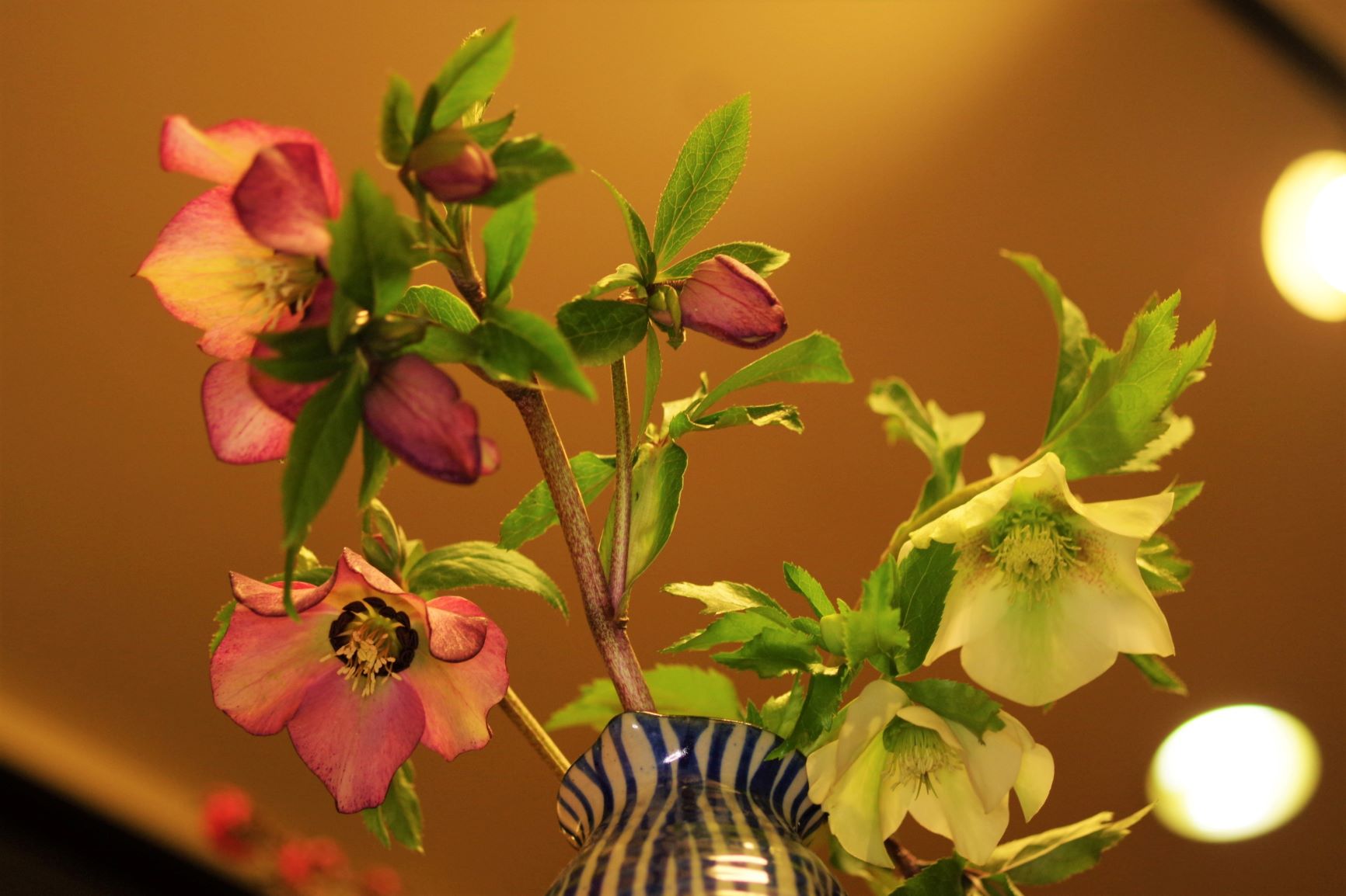 可愛らしく しおらしい花 19年02月14日 06時39分 リラクゼーションサロン希望ブログ Eparkリラク エステ